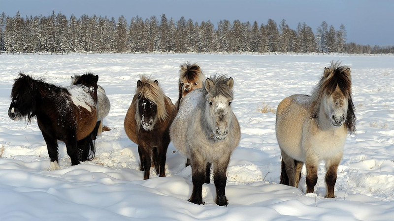 El caballo de Lenskaya era muy similar al moderno caballo Yakut.